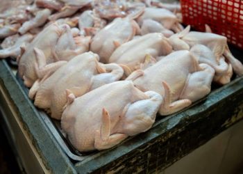 Productores avícolas del Cibao denuncian alza descontrolada del precio del pollo