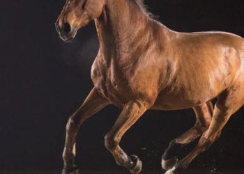 Niño de 4 años herido tras ser atropellado por caballo en Sabana Grande de Boyá