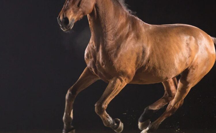 Niño de 4 años herido tras ser atropellado por caballo en Sabana Grande de Boyá