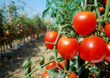 ¡Atención productores! Agricultura prohíbe el cultivo de más 10 productos para erradicar la mosca blanca