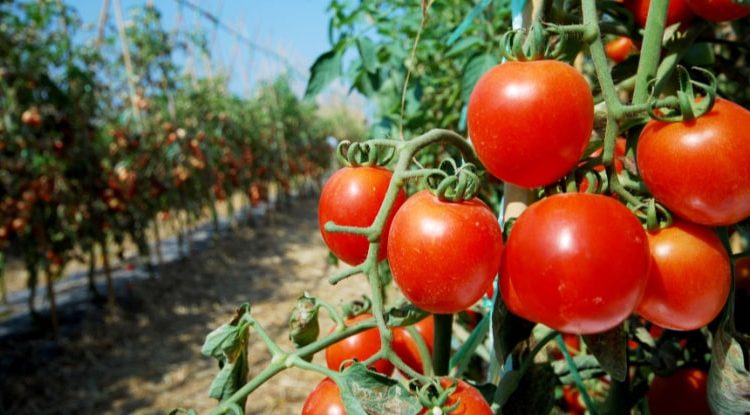 ¡Atención productores! Agricultura prohíbe el cultivo de más 10 productos para erradicar la mosca blanca