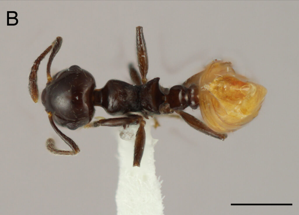 Describen una nueva especie de hormiga única del Caribe | 2 | Describen una nueva especie de hormiga única del Caribe - Noticias de hoy en República Dominicana | De Último Minuto