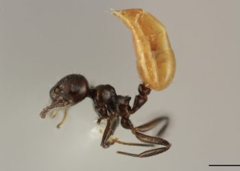Describen una nueva especie de hormiga única del Caribe 