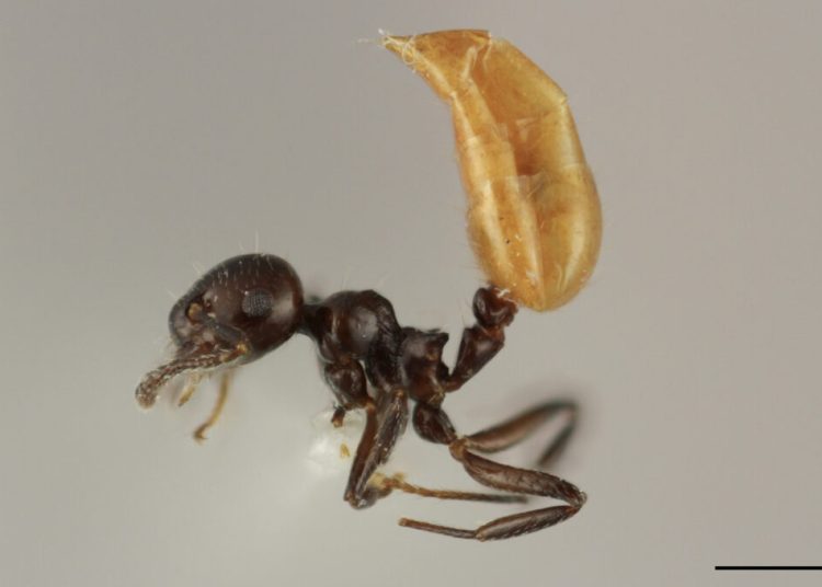 Describen una nueva especie de hormiga única del Caribe