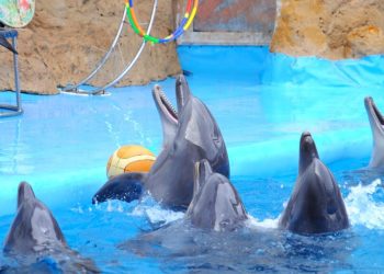 4 de julio: Día Mundial de los Delfines en Cautiverio