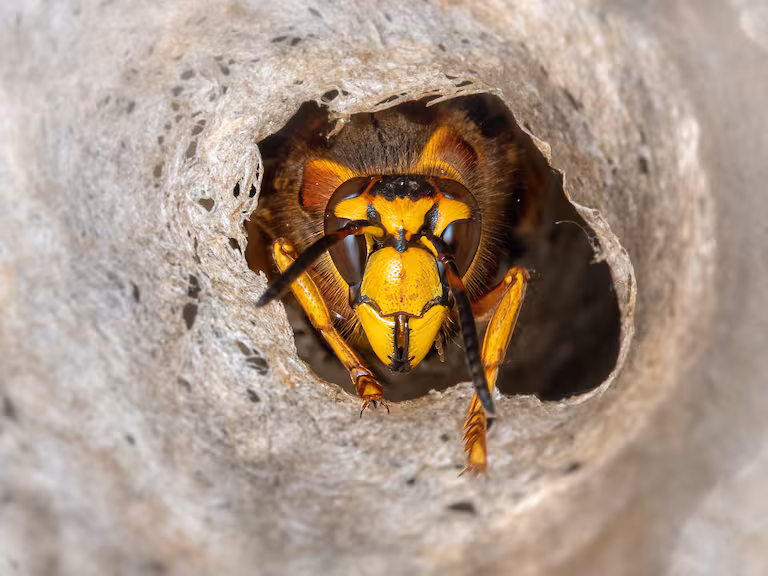Hallan un nido de ‘avispas radioactivas’ en una antigua instalación nuclear en EE.UU.