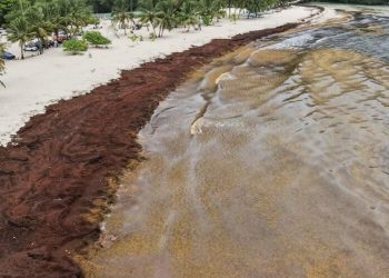 Preocupación social por acumulación masiva de sargazo en Playa Rincón, Las Galeras
