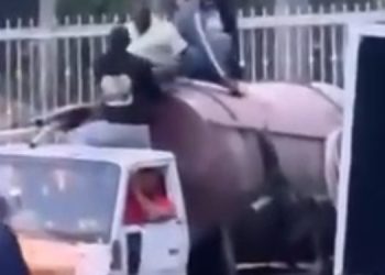 Detenidos doce haitianos indocumentados dentro del tanque de un camión cisterna