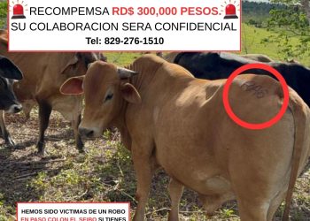 Denuncian robo de 30 toros valorados en más de 3 millones de pesos en El Seibo; ofrecen recompensa de RD$300,000