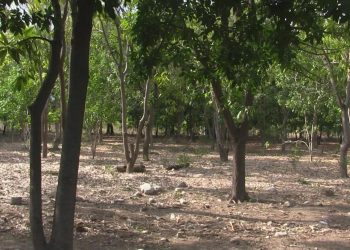 Agricultores de Azua denuncian intento de despojo violento por banda armada en Higuerito