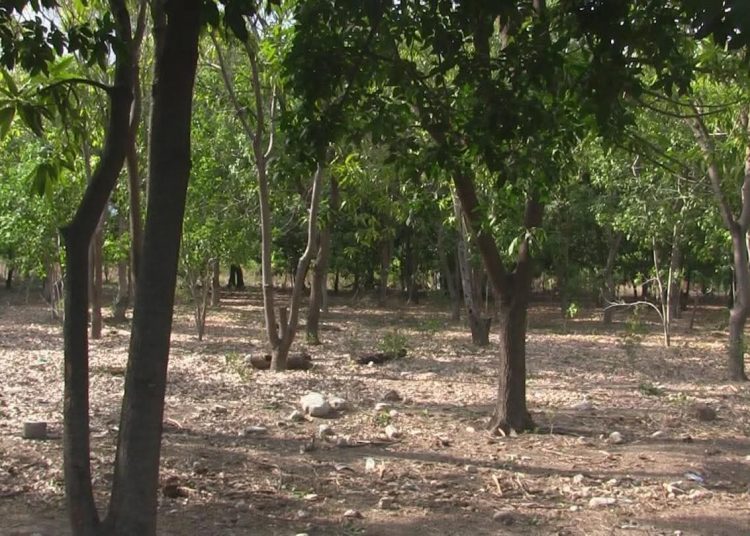 Agricultores de Azua denuncian intento de despojo violento por banda armada en Higuerito