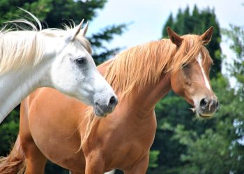 Crean programa terapéutico con caballos para niños con autismo