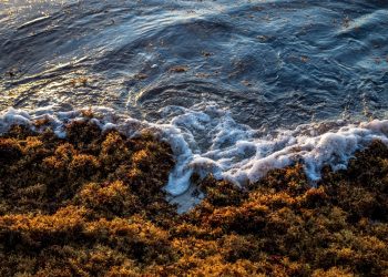 República Dominicana y México se alían para combatir el sargazo en el Caribe