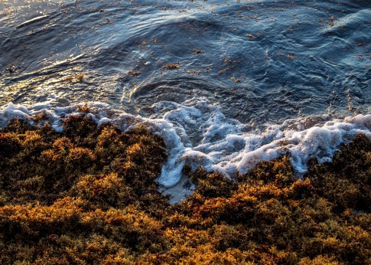 República Dominicana y México se alían para combatir el sargazo en el Caribe