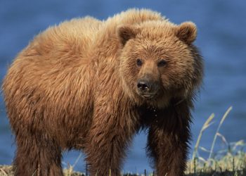 Autoridades del lejano oriente ruso recomiendan no salir por la noche por peligro de osos