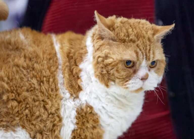 Cinco razas de gatos tan raras como fascinantes - Noticias de hoy en República Dominicana | De Último Minuto