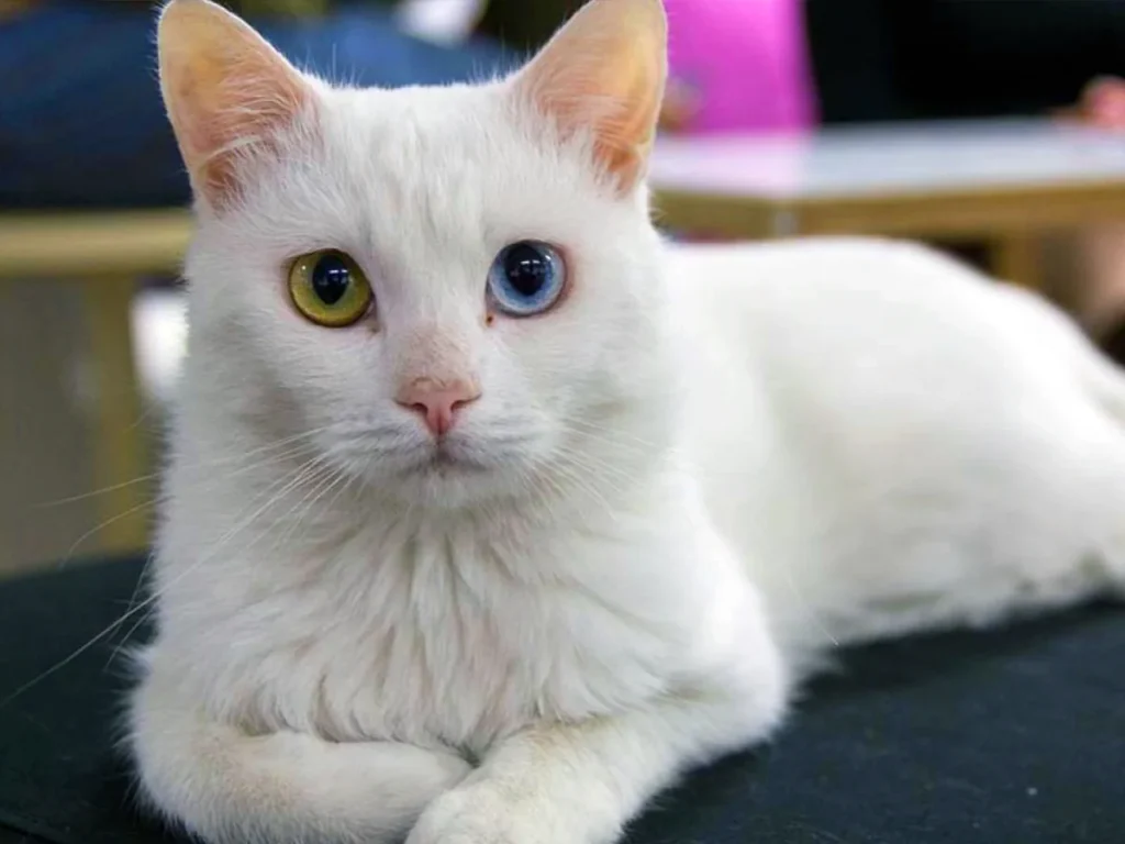 Cinco razas de gatos tan raras como fascinantes - Noticias de hoy en República Dominicana | De Último Minuto