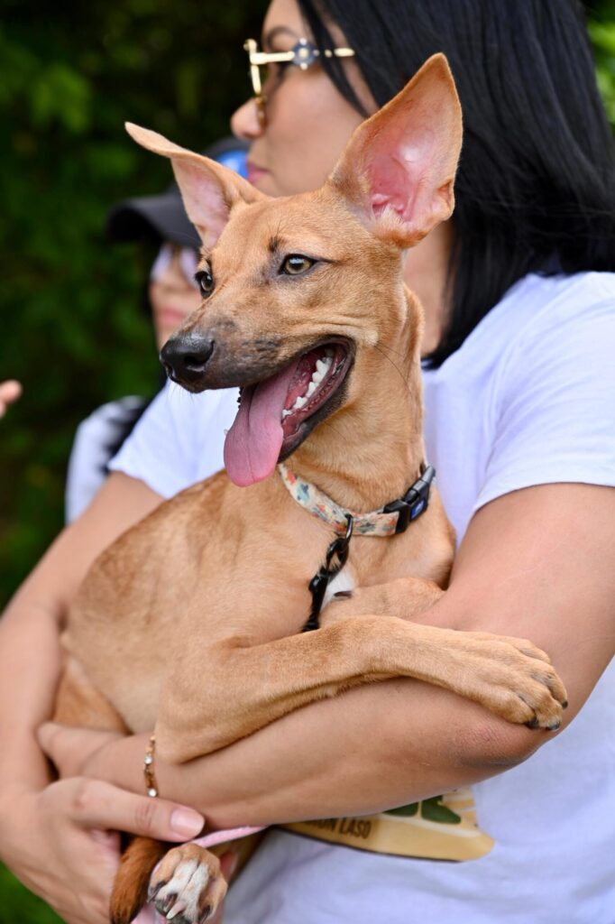 Bienes Nacionales entrega terrenos para Ciudad de los Animales de Fundación LASO - Noticias de hoy en República Dominicana | De Último Minuto