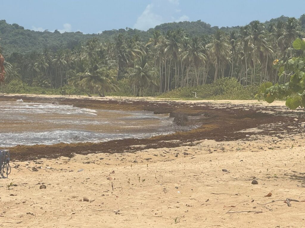 Samaná exige acciones concretas ante la acumulación masiva de sargazo - Noticias de hoy en República Dominicana | De Último Minuto