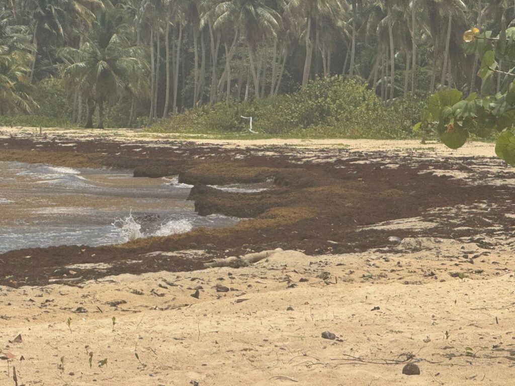 Samaná exige acciones concretas ante la acumulación masiva de sargazo - Noticias de hoy en República Dominicana | De Último Minuto