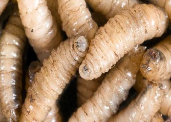 La plaga del gusano barrenador acecha a los humanos