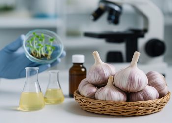 El IIBI y la Universidad ISA impulsan el ajo dominicano con perfil científico y potencial exportador