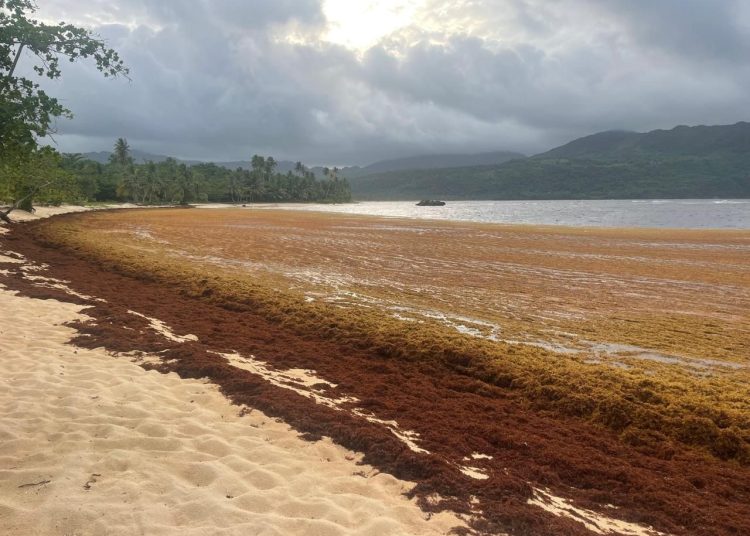 Grave acumulación de sargazo afecta Playa Rincón y golpea la economía turística de Las Galeras