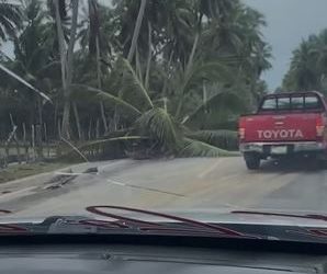 Precaución en la carretera Nagua-Cabrera por caída de matas de coco tras paso del huracán Erin