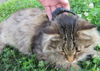 Delincuentes en Rusia intentaron enviar drogas a una cárcel con un gato