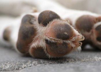 Hallan 32 perros muertos por falta de comida y agua en una finca de España