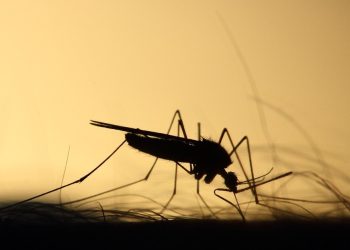 20 de agosto: Día Mundial del Mosquito