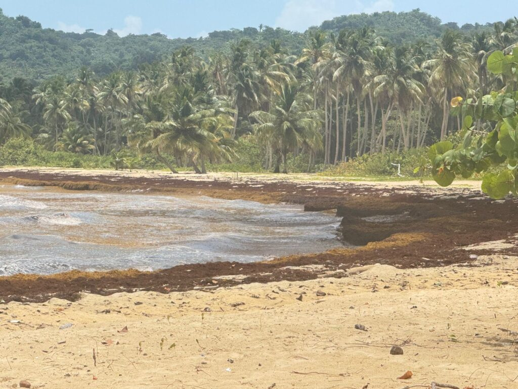 Samaná exige acciones concretas ante la acumulación masiva de sargazo - Noticias de hoy en República Dominicana | De Último Minuto