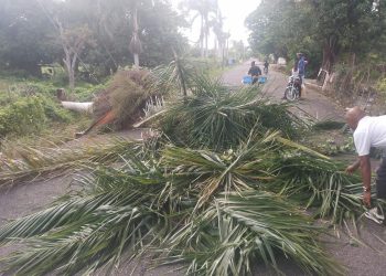 Fuertes vientos derriban árboles y afectan tendido eléctrico en carretera de Peralta, Azua