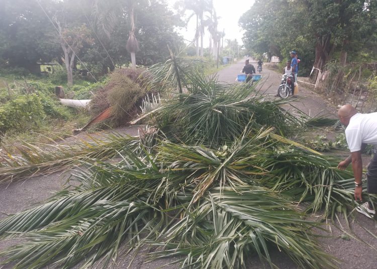 Fuertes vientos derriban árboles y afectan tendido eléctrico en carretera de Peralta, Azua