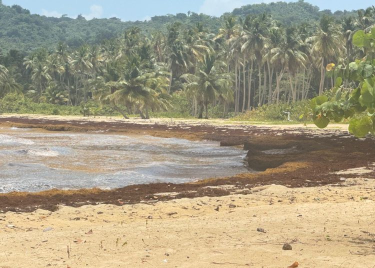 Samaná exige acciones concretas ante la acumulación masiva de sargazo