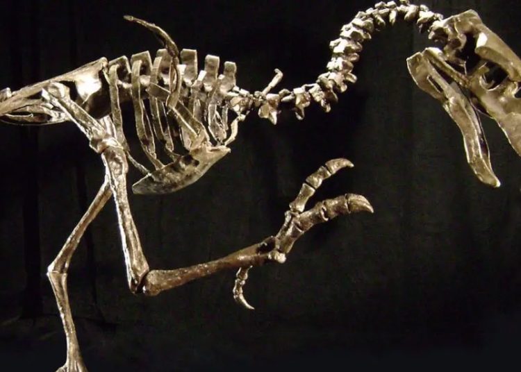 Descubren en Perú el esqueleto de nueva especie de ave que vivió hace 20 millones de años