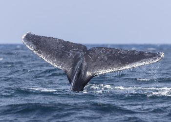 Presentan 250.000 firmas para que la UE reduzca velocidad de barcos y proteja a ballenas