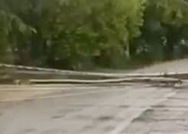 Fuertes vientos y lluvias provocan caída de árbol en carretera Salcedo–Tenares