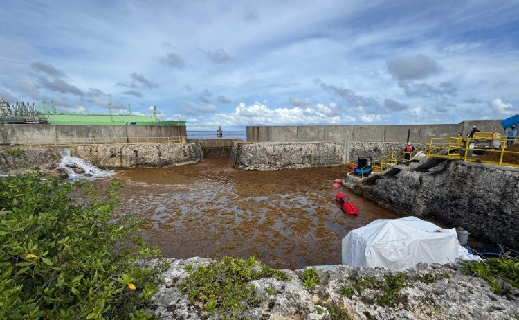 Sargazo afecta operación en AES Andrés