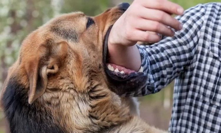Día Mundial contra la Rabia: Un llamado a la prevención y vacunación