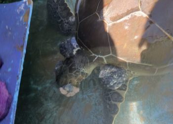 Tortuga marina en peligro de extinción aparece varada en La Playita, Las Galeras