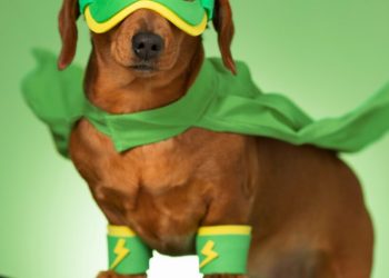 República Dominicana celebrará su primer festival dedicado al bienestar animal