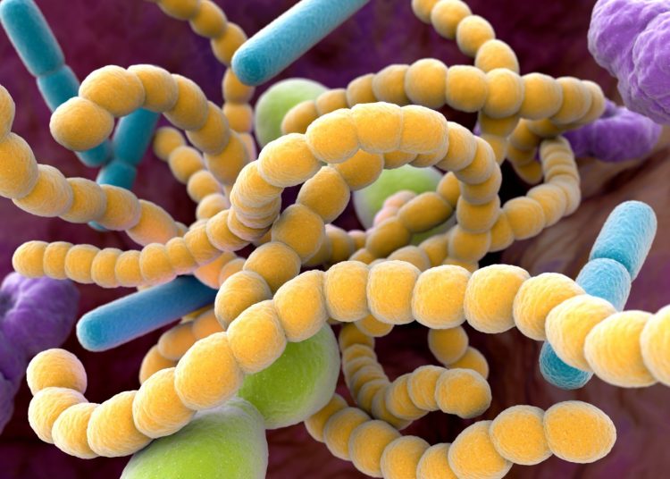 Cleveland Clinic identifica vínculo entre microbios intestinales y mayor riesgo de aneurismas aórticos abdominales