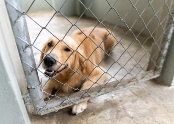 DNCD recibe moderna residencia canina k9 y unidades especializadas