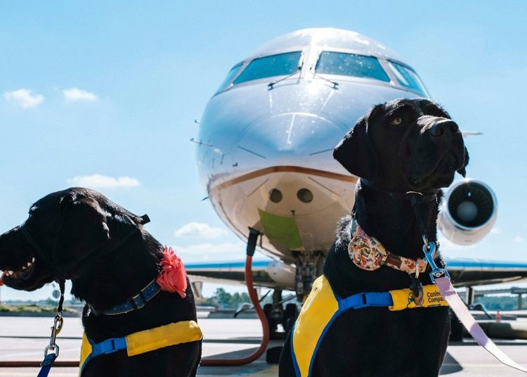Italia realiza el primer vuelo comercial con transporte de perros de gran tamaño