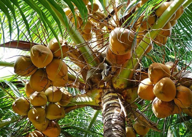 2 de septiembre: Día Mundial del Coco