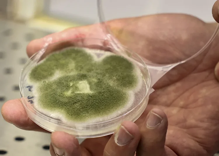 España investiga proteínas generadas por fermentación para viajar a Marte