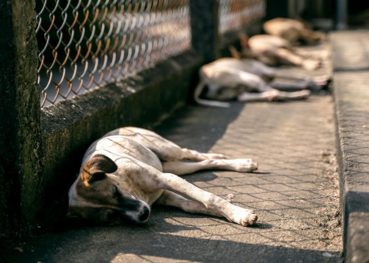 Denuncian envenenamiento de perros en la Terminal Portuaria de Río Haina
