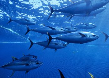 La Comisión Interamericana reduce de 72 a 64 días la veda de pesca del atún tropical