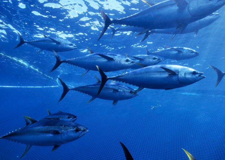 La Comisión Interamericana reduce de 72 a 64 días la veda de pesca del atún tropical